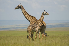 Ecotourism in Kenya