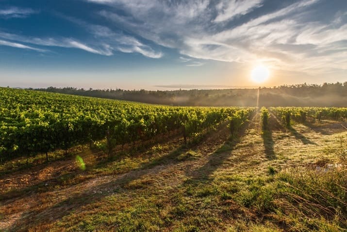 Sonnenaufgang über Weinreben in der Toskana Toskana