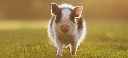 Villa Vegana Ferkel